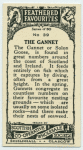 Gannet.