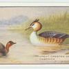 great Crested Grebe.