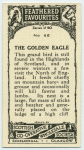 Golden Eagle.