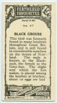 Black Grouse.
