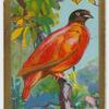 Orange Fruit Pigeon.