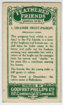 Orange Fruit Pigeon.