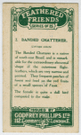 Banded Chatterrer.