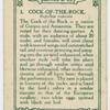 Cock-of-the-Rock.
