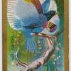 Prince Rudolph's Bird-of-Paradise.