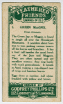Green Magpie.
