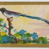 Red Billed Blue Magpie.