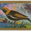 Regent Bower bird.