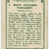 Many Coloured Parrakeet.
