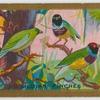 Gouldian Finches.