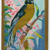 Blue-shouldered Tanager.
