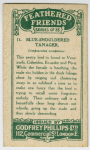 Blue-shouldered Tanager.
