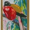 Duvaugel's Trogon.