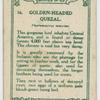 Golden-headed Quezal.