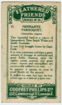 Pennants Parroquet.