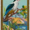 Black-capped Kingfisher.