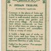 Indian Tree-pie.