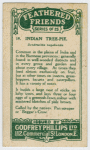 Indian Tree-pie.