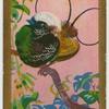Hunstein's Bird-of-Paradise.