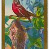 Philippine Sunbird.