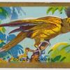 Golden Conure.