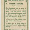 Golden Conure.