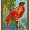 Orange Fruit-pigeon.