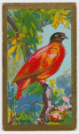Orange Fruit-pigeon.