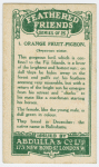 Orange Fruit-pigeon.