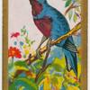 Banded Chatterer.