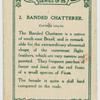 Banded Chatterer.