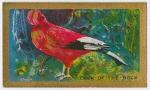 Cock-of-the-Rock.