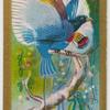 Prince Rudolph's Bird-of-Paradise.
