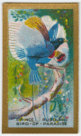 Prince Rudolph's Bird-of-Paradise.