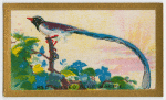 Red-billed Blue Magpie.
