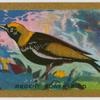 Regent Bower-bird.