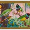 Gouldian Finches.
