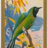 Golden-fronted Bulbul.