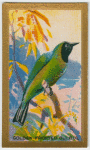 Golden-fronted Bulbul.