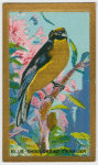 Blue-shouldered Tanager.