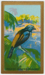 Orange-rumped Tanager.