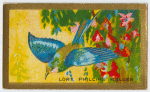 Lost Phillips Roller.