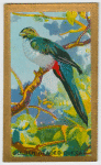 Golden-headed Quezal.