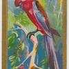 Pennants Parroquet.
