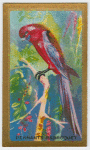 Pennants Parroquet.