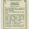 Pennants Parroquet.