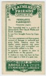 Pennants Parroquet.
