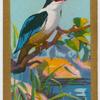 Black-capped Kingfisher.