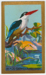 Black-capped Kingfisher.