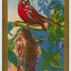 Philippine Sunbird.